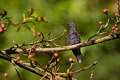 《街头霸王：对决》手游先导预告 2月海外上线